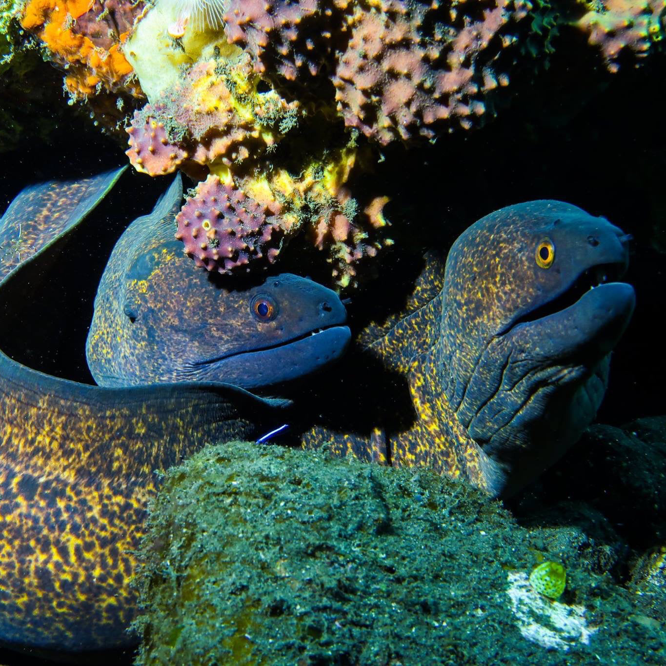 DYKSAFARI - 11 dagar/ 10 nätter - M/V BAVARIA - Koh Haa, Hin Daeng, Hin Muang, Phi Phi, Shark Point, Similan, Koh Bon, Tachai, Surin, Richelieu Rock (max 35 dyk)