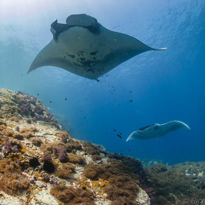 DYKSAFARI - 5 dagar/ 4 nätter - M/V BAVARIA - Koh Haa, Hin Daeng, Hin Muang, Phi Phi, Shark Point (max 14 dyk)