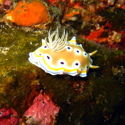 DYKSAFARI - 11 dagar/ 10 nätter - M/V BAVARIA - Koh Haa, Hin Daeng, Hin Muang, Phi Phi, Shark Point, Similan, Koh Bon, Tachai, Surin, Richelieu Rock (max 35 dyk)