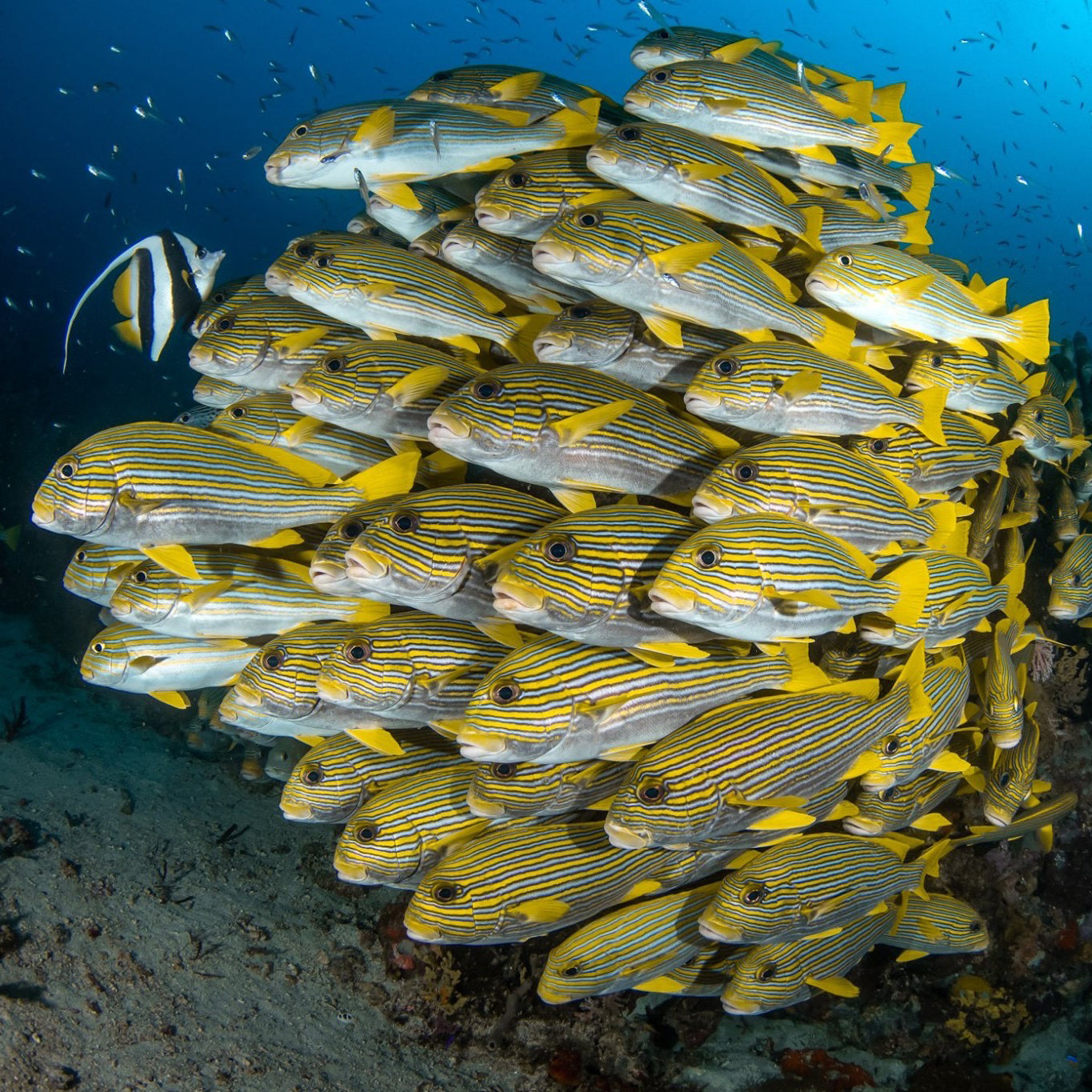 DYKSAFARI - 5 dagar/ 4 nätter - M/V BAVARIA - Koh Haa, Hin Daeng, Hin Muang, Phi Phi, Shark Point (max 14 dyk)