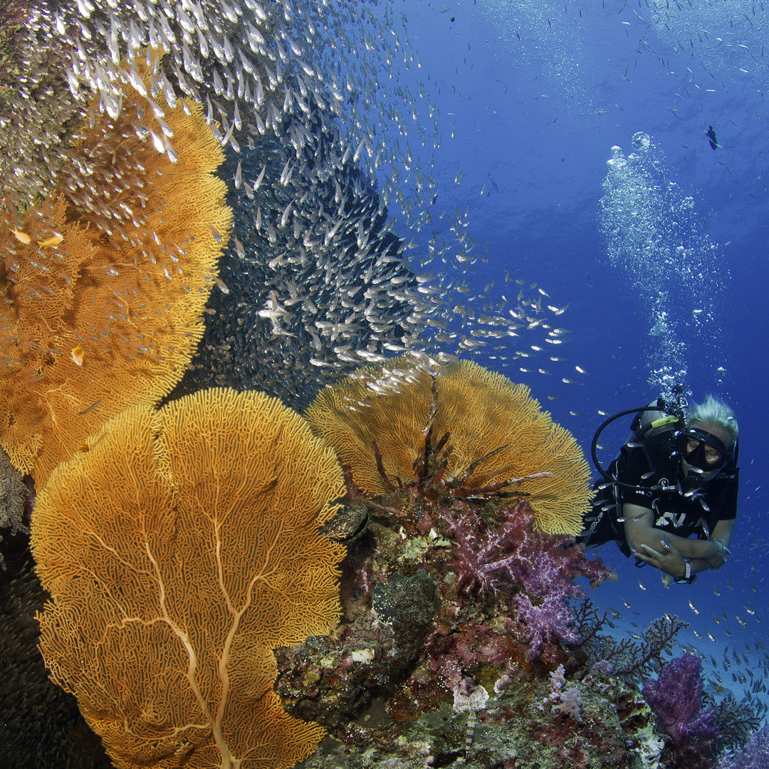 SIMILAN - Dyktur (från Khao Lak)