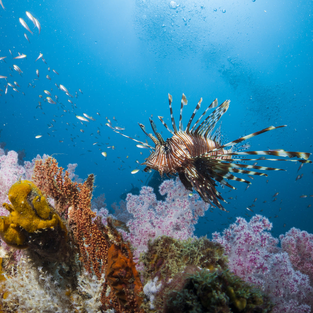 DYKSAFARI - 5 dagar/ 4 nätter - M/V BAVARIA - Koh Haa, Hin Daeng, Hin Muang, Phi Phi, Shark Point (max 14 dyk)