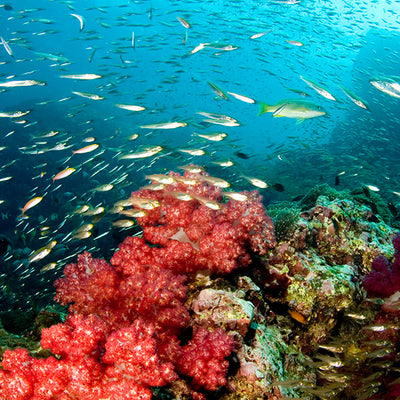 DYKSAFARI - 7 dagar/ 6 nätter - M/V BAVARIA - Similan, Koh Bon, Tachai, Koh Surin, Richelieu Rock (max 22 dyk)