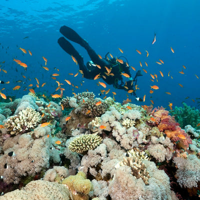 DYKSAFARI - 11 dagar/ 10 nätter - M/V BAVARIA - Koh Haa, Hin Daeng, Hin Muang, Phi Phi, Shark Point, Similan, Koh Bon, Tachai, Surin, Richelieu Rock (max 35 dyk)