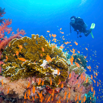 DYKSAFARI - 5 dagar/ 4 nätter - M/V ANDAMAN QUEEN - Similan, Koh Bon, Tachai, Surin, Richelieu Rock (max 14 dyk)