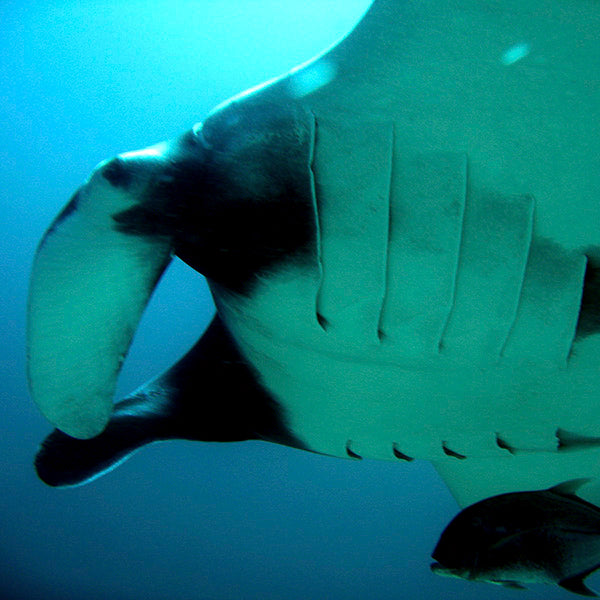 DYKSAFARI - 11 dagar/ 10 nätter - M/V BAVARIA - Koh Haa, Hin Daeng, Hin Muang, Phi Phi, Shark Point, Similan, Koh Bon, Tachai, Surin, Richelieu Rock (max 35 dyk)