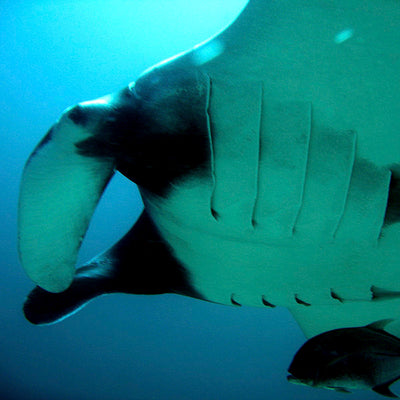 DYKSAFARI - 11 dagar/ 10 nätter - M/V BAVARIA - Koh Haa, Hin Daeng, Hin Muang, Phi Phi, Shark Point, Similan, Koh Bon, Tachai, Surin, Richelieu Rock (max 35 dyk)