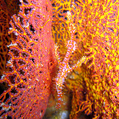 DYKSAFARI - 11 dagar/ 10 nätter - M/V BAVARIA - Koh Haa, Hin Daeng, Hin Muang, Phi Phi, Shark Point, Similan, Koh Bon, Tachai, Surin, Richelieu Rock (max 35 dyk)