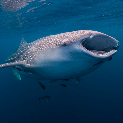 DYKSAFARI - 7 dagar/ 6 nätter - M/V BAVARIA - Similan, Koh Bon, Tachai, Koh Surin, Richelieu Rock (max 22 dyk)