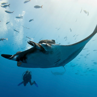 DYKSAFARI - 7 dagar/ 6 nätter - M/V BAVARIA - Similan, Koh Bon, Tachai, Koh Surin, Richelieu Rock (max 22 dyk)